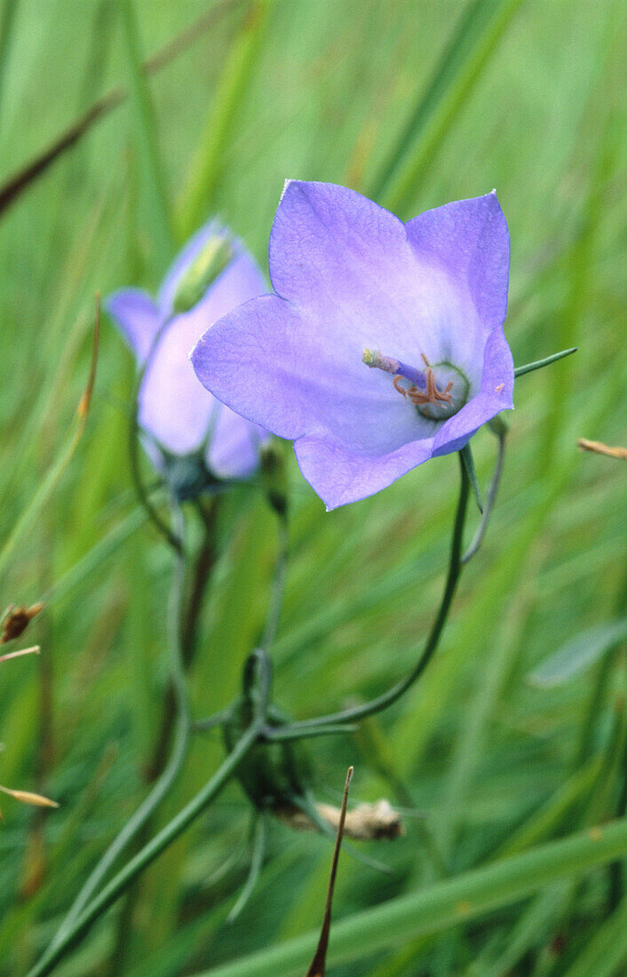 Bellflower (Campanula persicifolia)