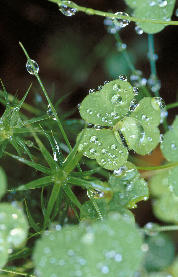 Trefoil (Oxalis acetosella), Belgium