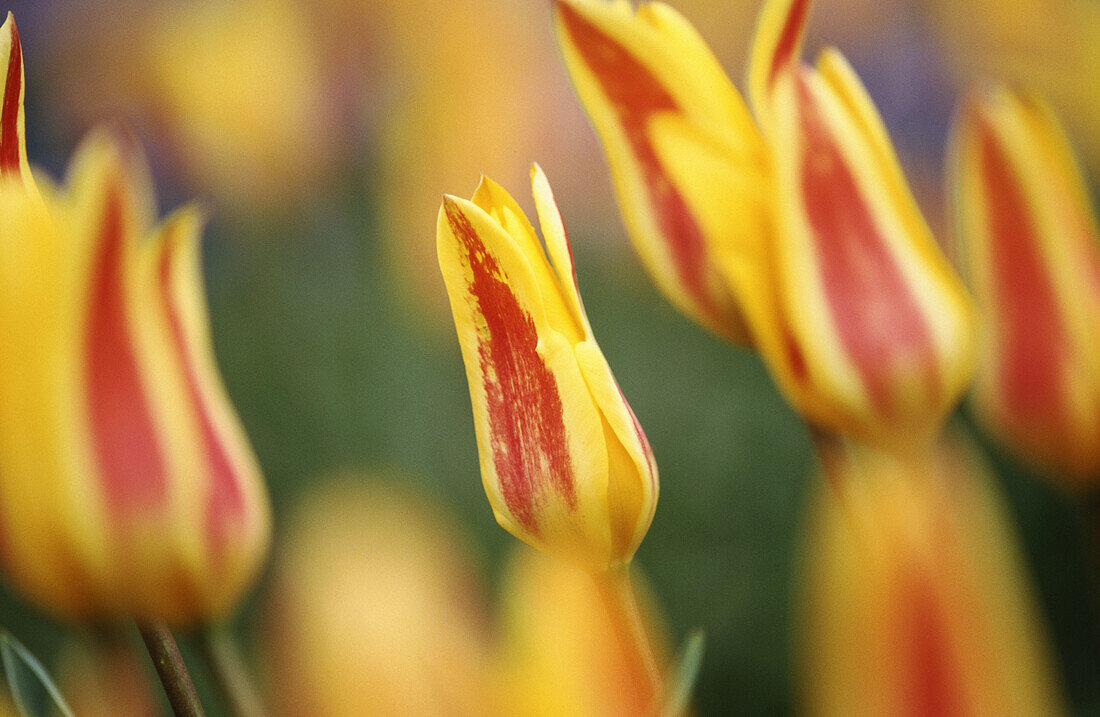Tulips, Germany