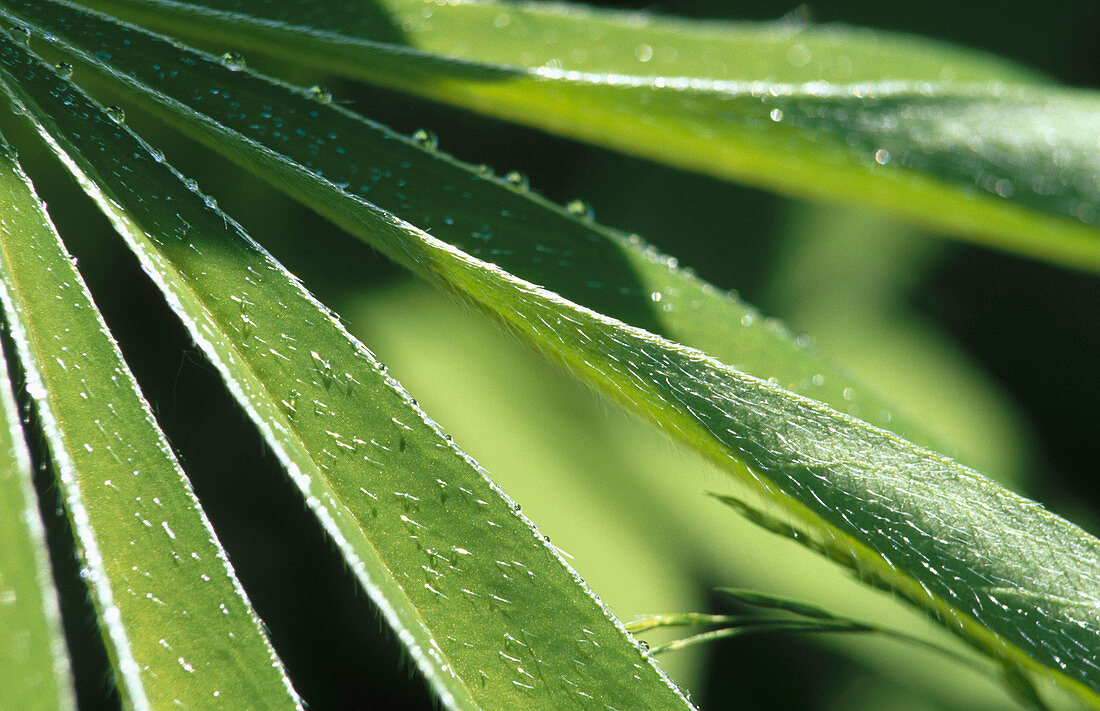 Lupine leaves (Lupinus)