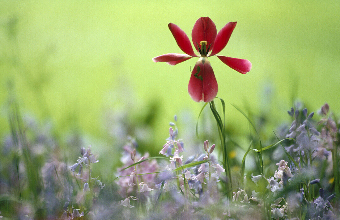 Tulip (Tulipa sp.) and bluebells. Germany