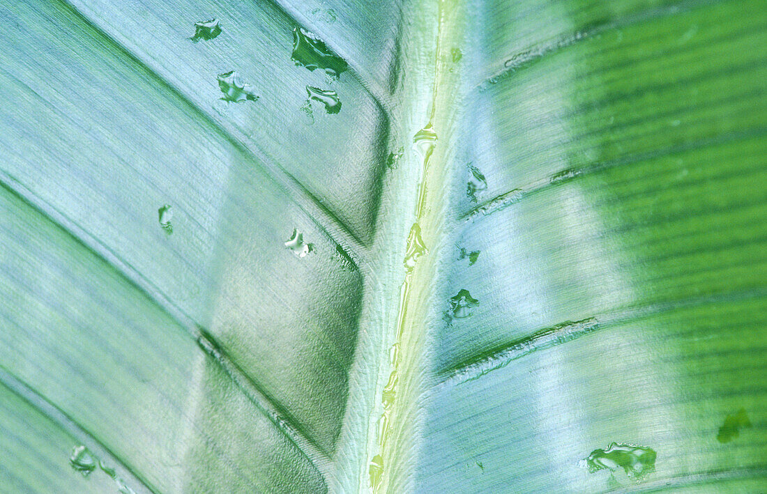Detail of a White Bird of Paradise leaf (Strelitzia nicolai), Germany