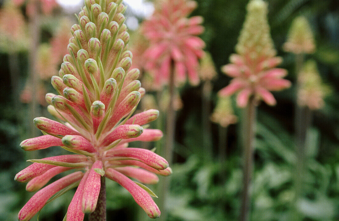 Cape Hyacinth (Veltheimia capensis), Germany