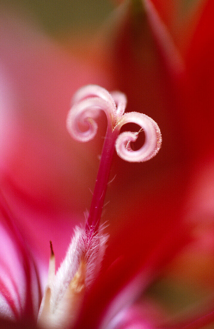 Geranium