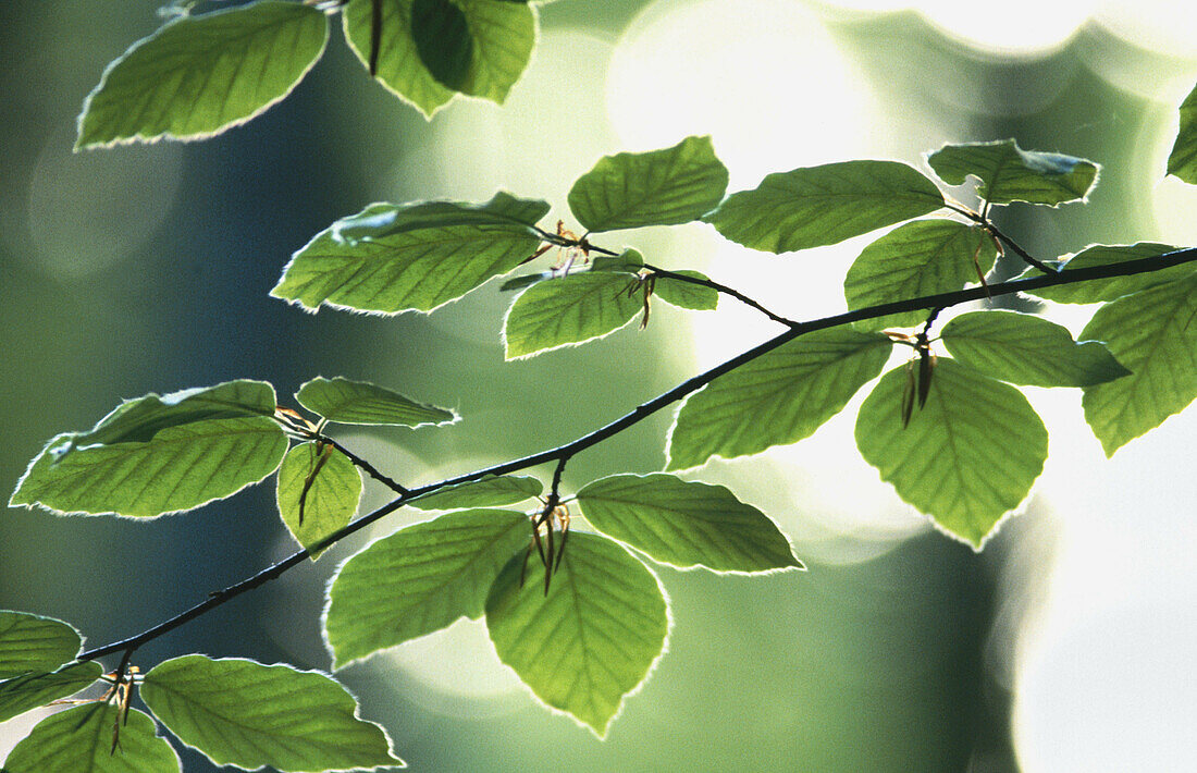 Beech leaves (Fagus sylvatica). Bavaria, Germany