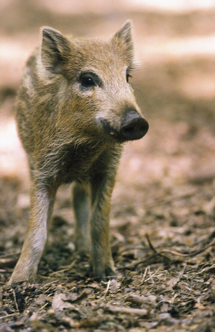 Young Wild boar (Sus scrofa).Bavarian Forest, Bavaria, Germany