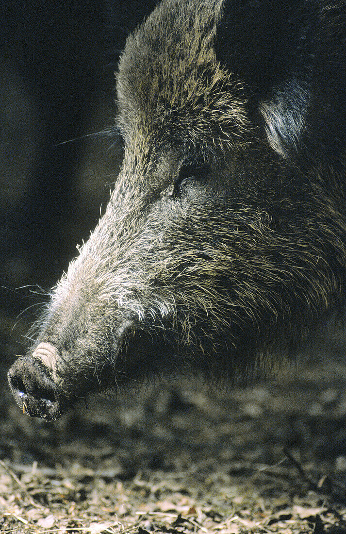 Wild boar (Sus scrofa). Bavarian Forest. Bavaria, Germany