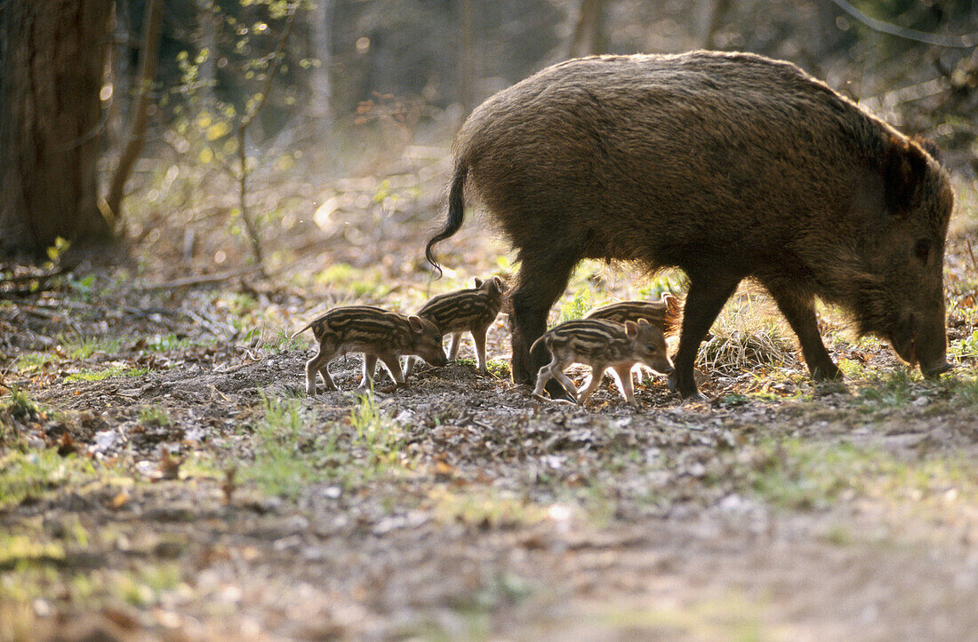 Wild boars (Sus scrofa). Bavarian Forest. Bavaria, Germany