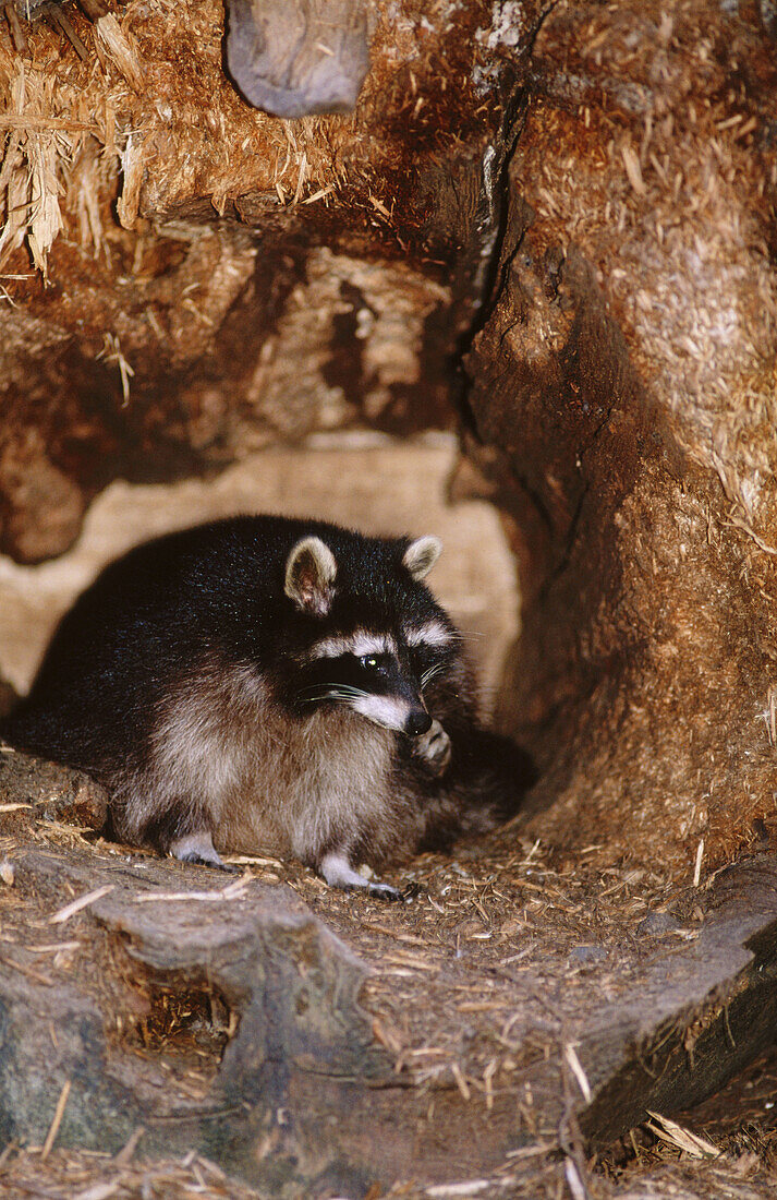 Raccoon (Procyon lotor) in cautivity. Bavarian Forest. Bavaria, Germany