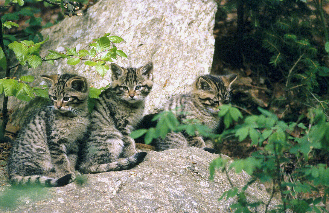 Young wildcats (Felis silvestris) in captivity. Bavarian Forest. Bavaria, Germany