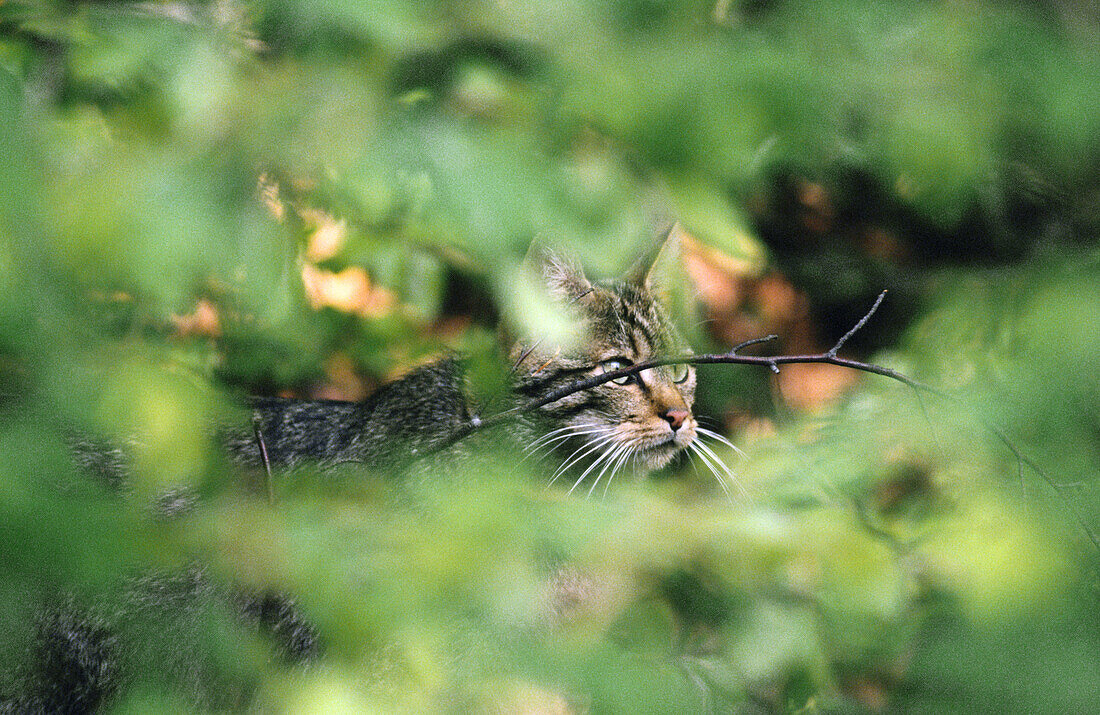 Wildcat (Felis silvestris). Bavarian Forest. Bavaria, Germany