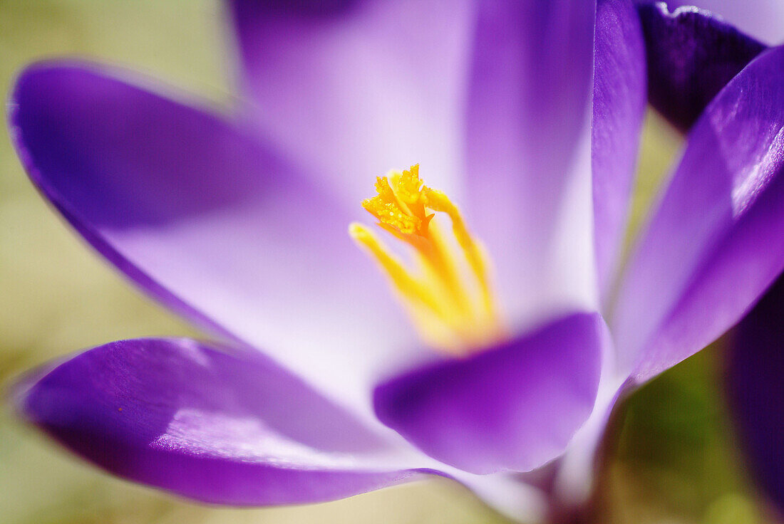 Crocus (Crocus sp.). Bavaria, Germany