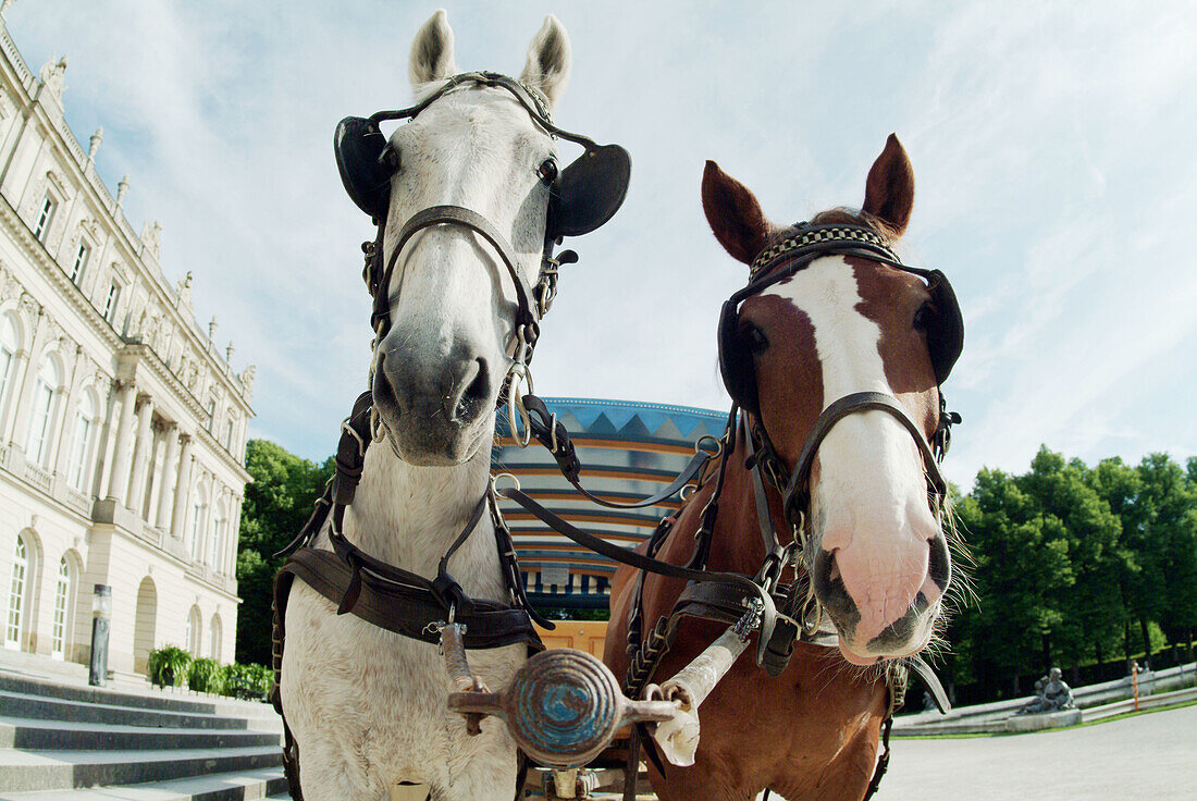Coach-horses in front of the palace Herrenchiemsee . Built by king Ludwig II of Bavaria. Island Herreninsel. Chiemsee. Chiemgau. Bavaria. Germany