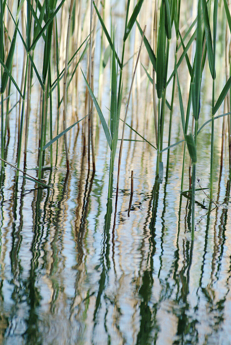 Common reed (Phragmites australis) in the water. Chiemsee. Chiemgau. Bavaria. Germany