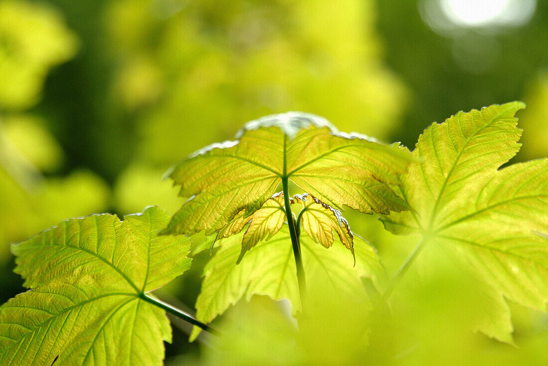 Maple leaves ( Acer pseudoplatanus). Upper Palatinate. Bavaria. Germany