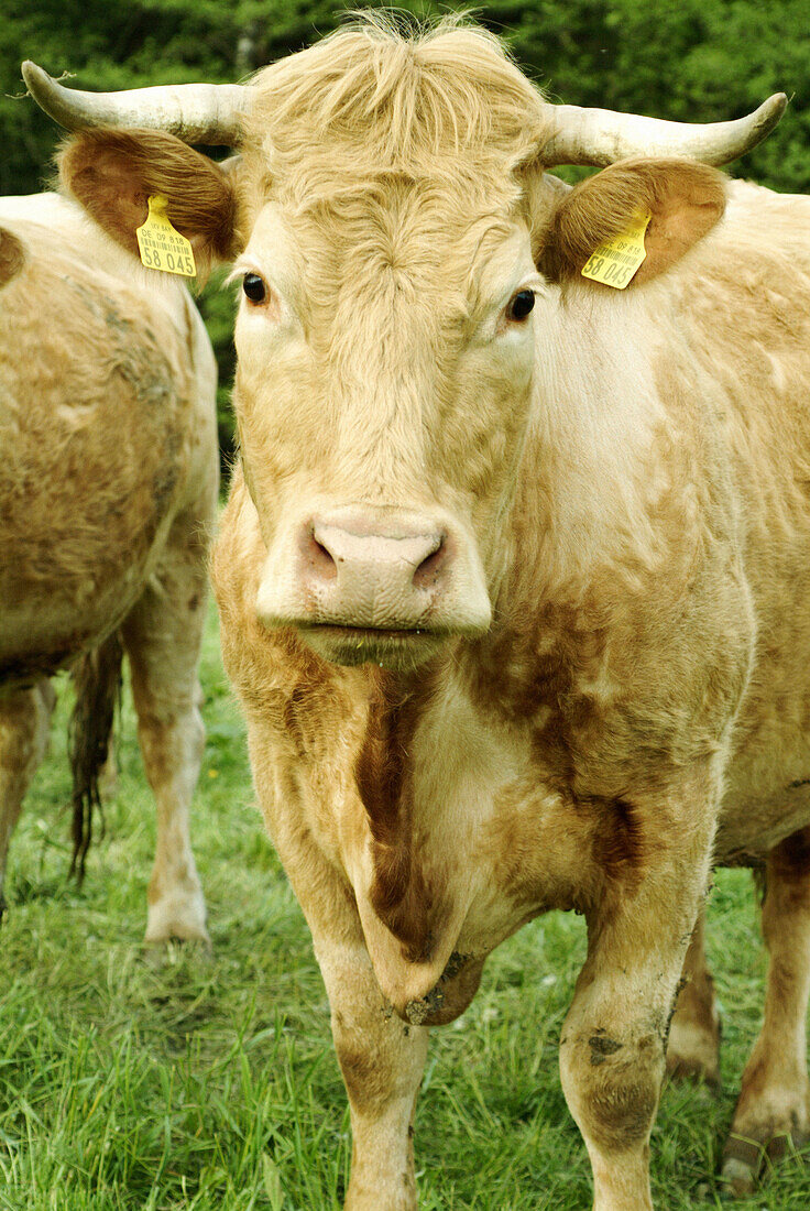 Cows on a meadow. Lohberg. Upper Palatinate. Bavaria. Germany