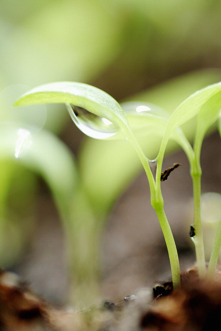 Parsley seedlings. Bavaria. Germany