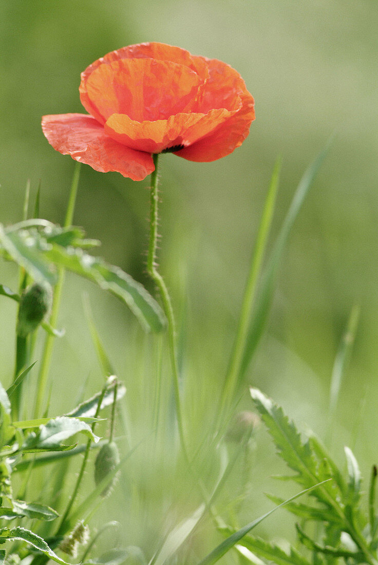 Poppy (Papaver rhoeas). Upper Palatinate. Bavaria. Germany