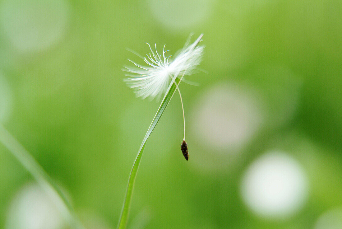 Dandelion seed (Taraxacum orientale). Bavaria. Germany