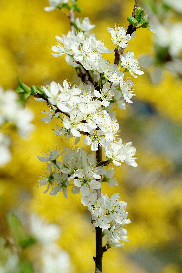 Sloe (Prunus spinosa) garden. Bavaria. Germany