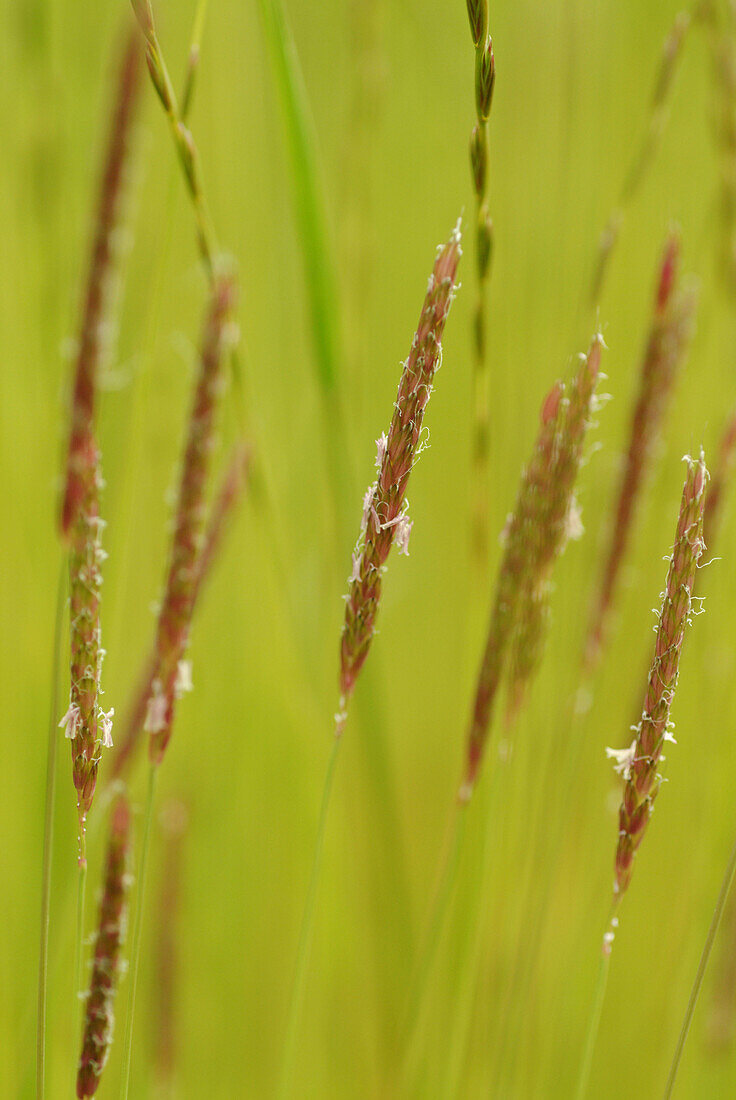 Blackgrass (Alopecurus myosuroides) Bavaria. Germany