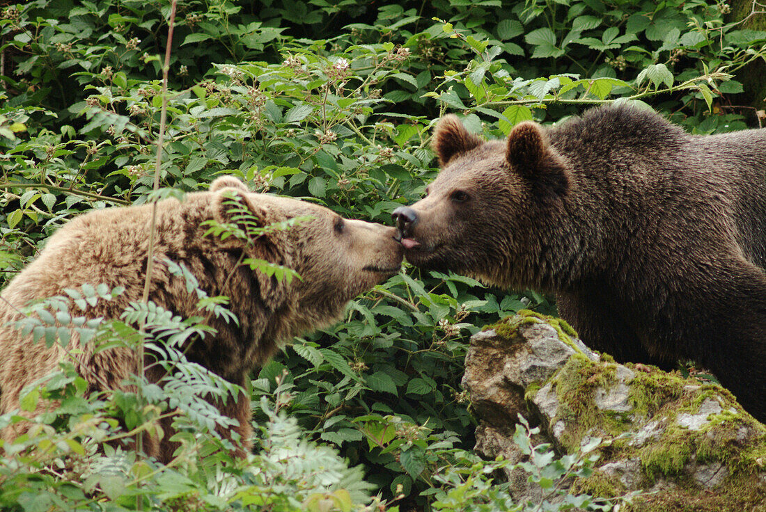 One and a half years old brown bear cub (Ursus arctos) licking the snout of his mother. Captives. Bavarian Forest National Park. Bavaria. Germany