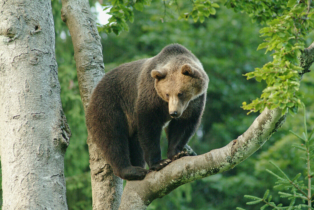 One and a half years old brown bear (Ursus arctos) climbing on a beech-tree (Fagus sylvatica). Captive. Bavarian Forest National Park. Bavaria. Germany