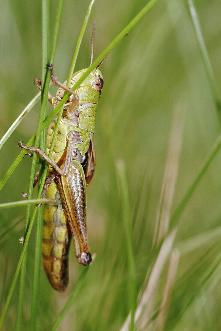Grasshopper in a meadow, chirping. Upper Palatinate, Bavaria