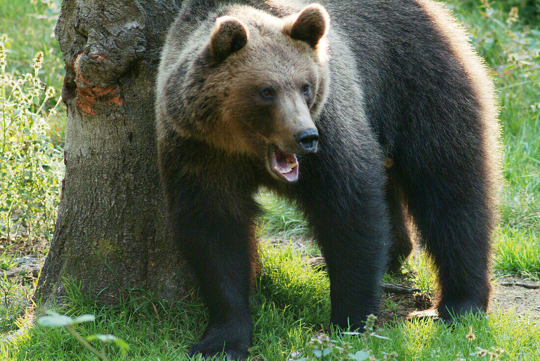 Brown bear (Ursus arctos) rubbing it s back on a tree