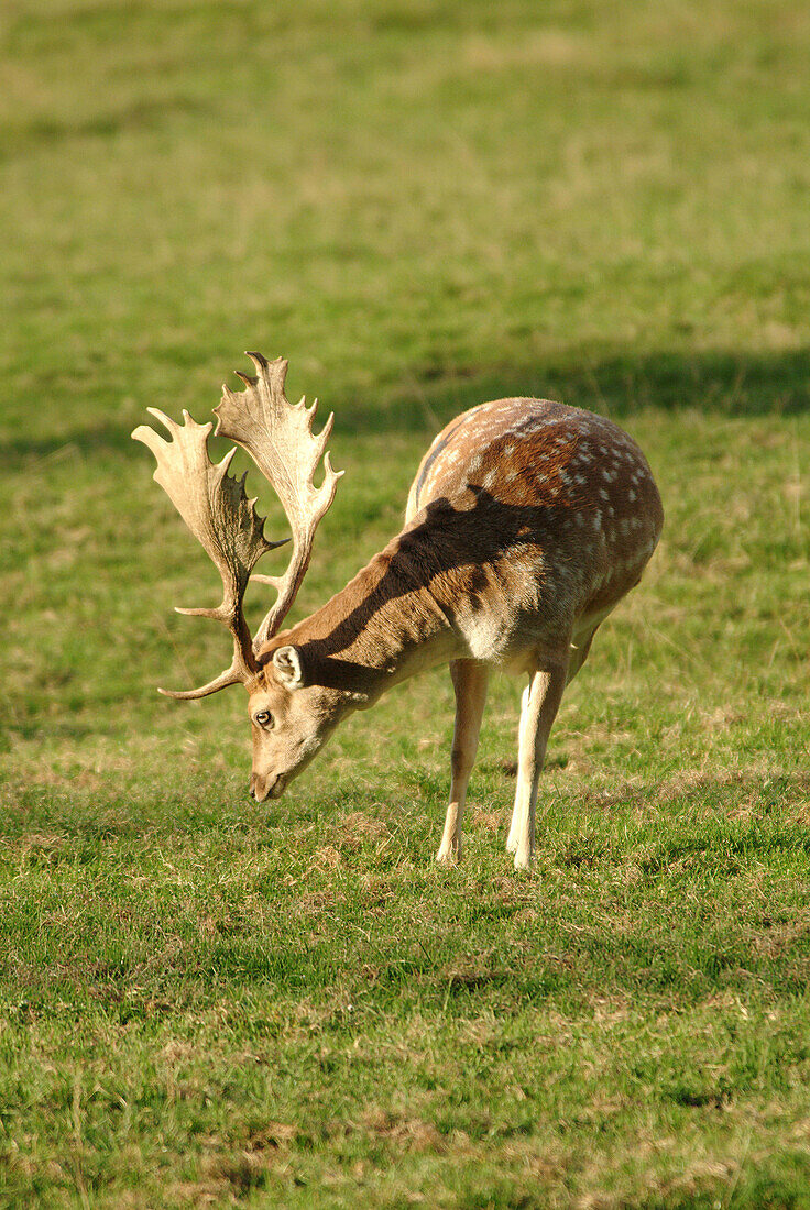 Fallow-deer (Dama dama) on a meadow. Bavaria, Germany