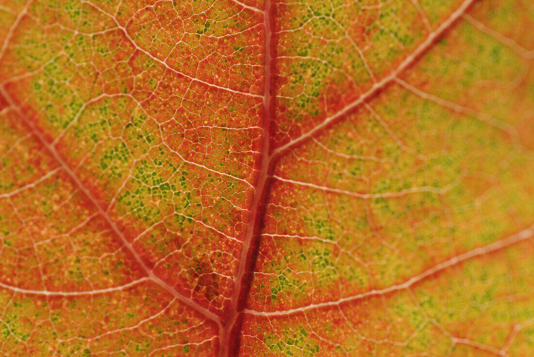 Oak leaf (Quercus rubra) in autumn. Bavaria. Germany.