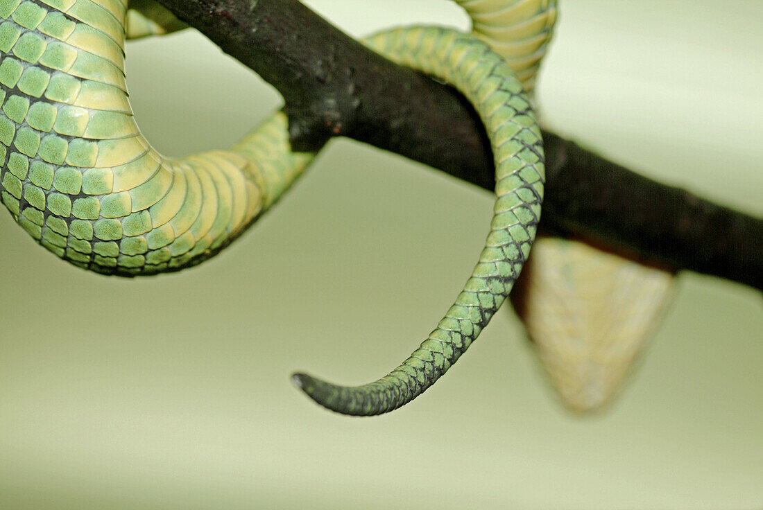 Green Pit Viper (Trimeresurus trigonocephalus). Poisonous. Lives in Sri Lanka.