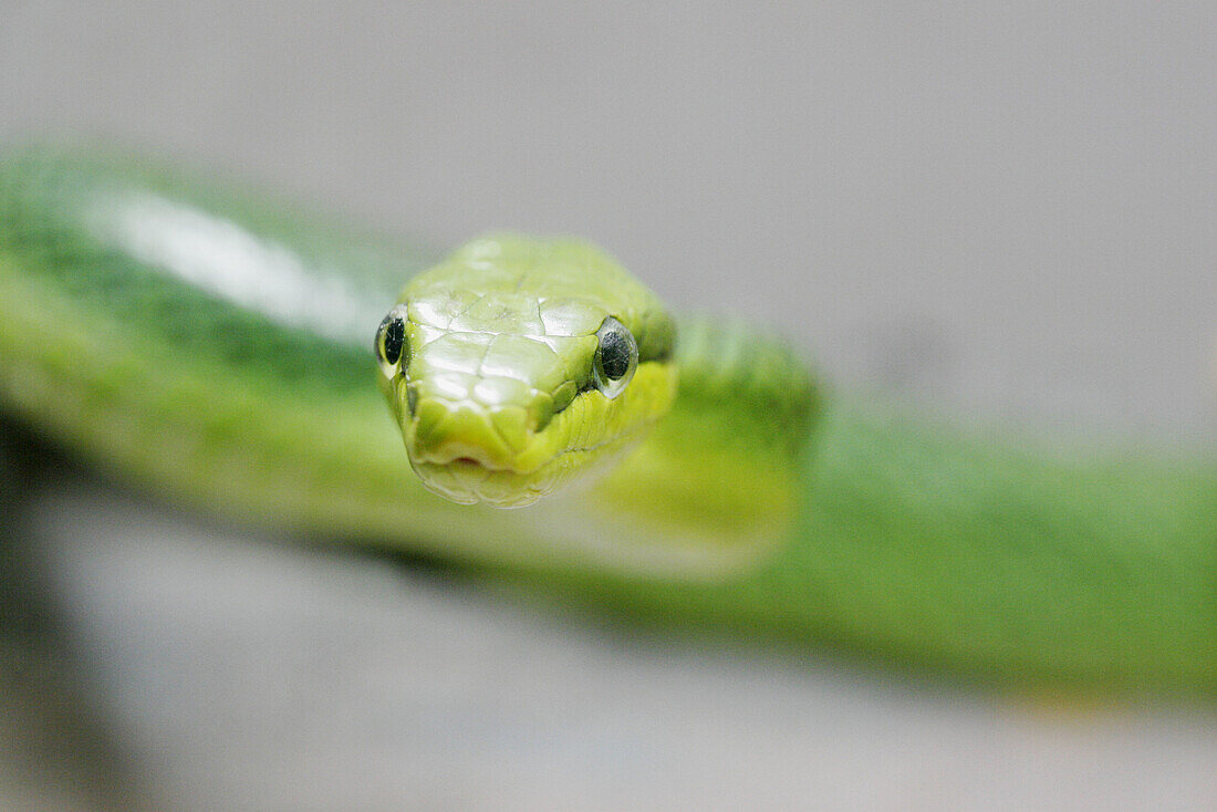 Red-tailed Green Ratsnake (Elaphe Oxycephala; Gonyosona oxycephala). Lives in South-East Asia.