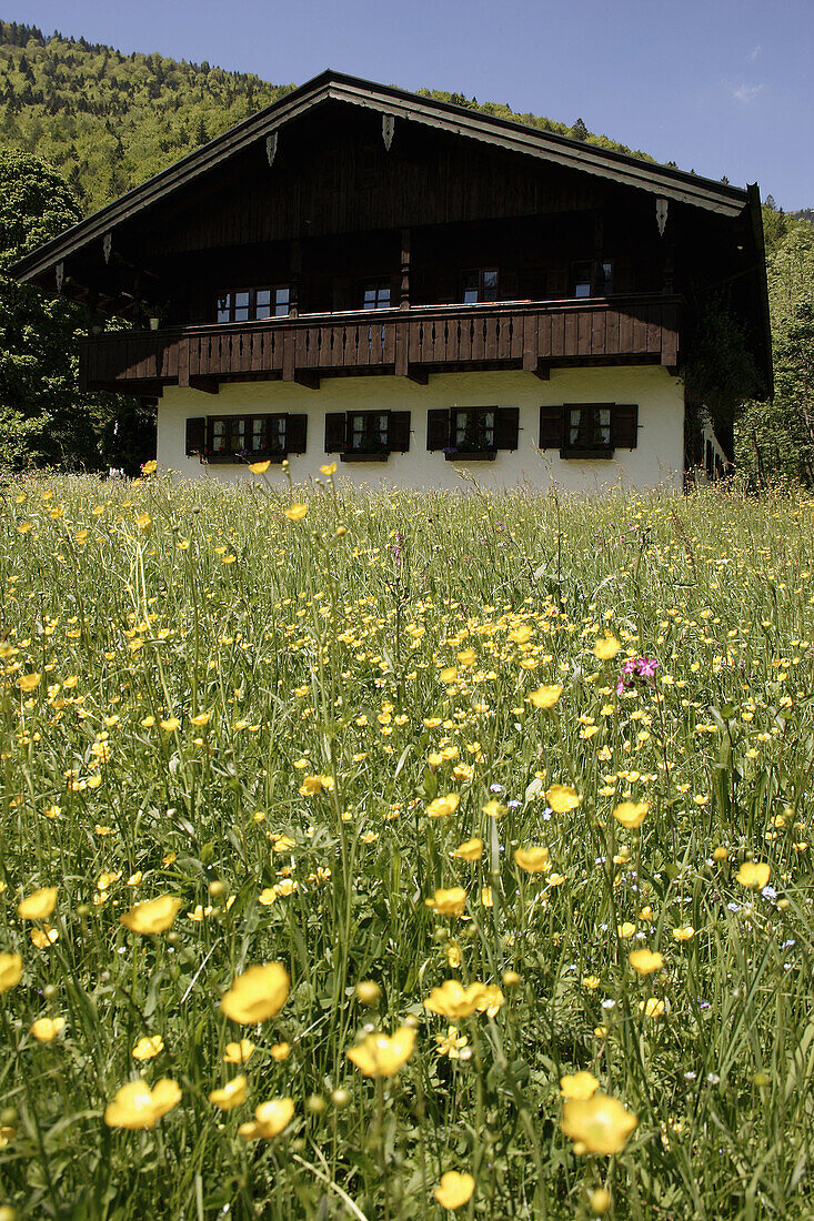 Bavarian house with flowering meadow. Sachrang, Aschau, Chiemgau, Upper Bavaria, Germany, Europe, May 2005.