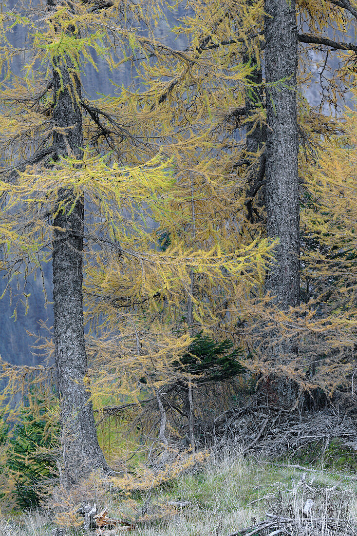 Larch forest (Larix), Tauerntal near Jamnig-Alm, Mallnitz, Hohe Tauern National Park, Alps, Carinthia, Austria
