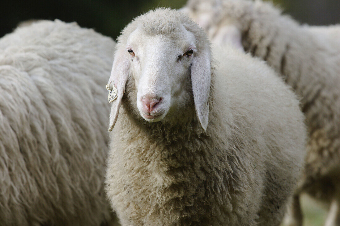 Sheep, Zirknitztal, Kärnten/Carinthia, Austria