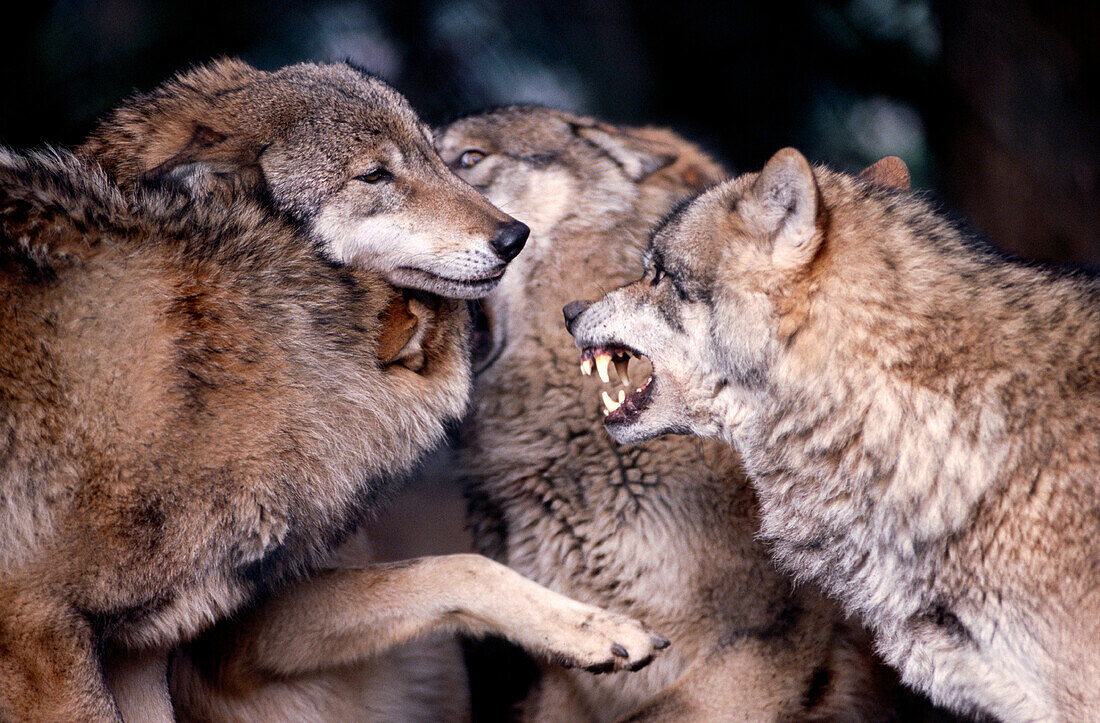 Ceremony among wolves after waking-up to reassure one-another of the hierarchy among themselves