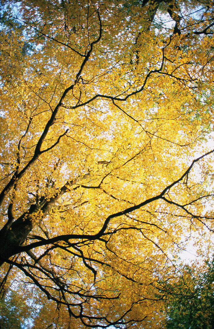 Autumnal oak tree, Ardennes, Belgium
