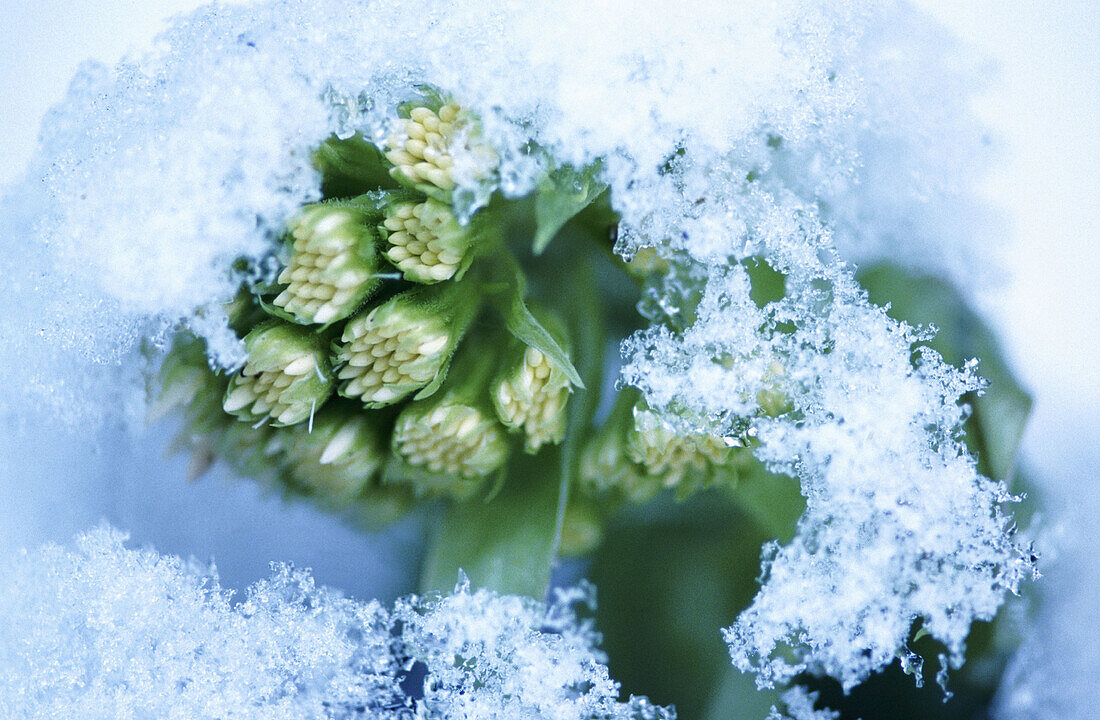 White Butterbur (Petasites albus). Bavarian Forest. Germany