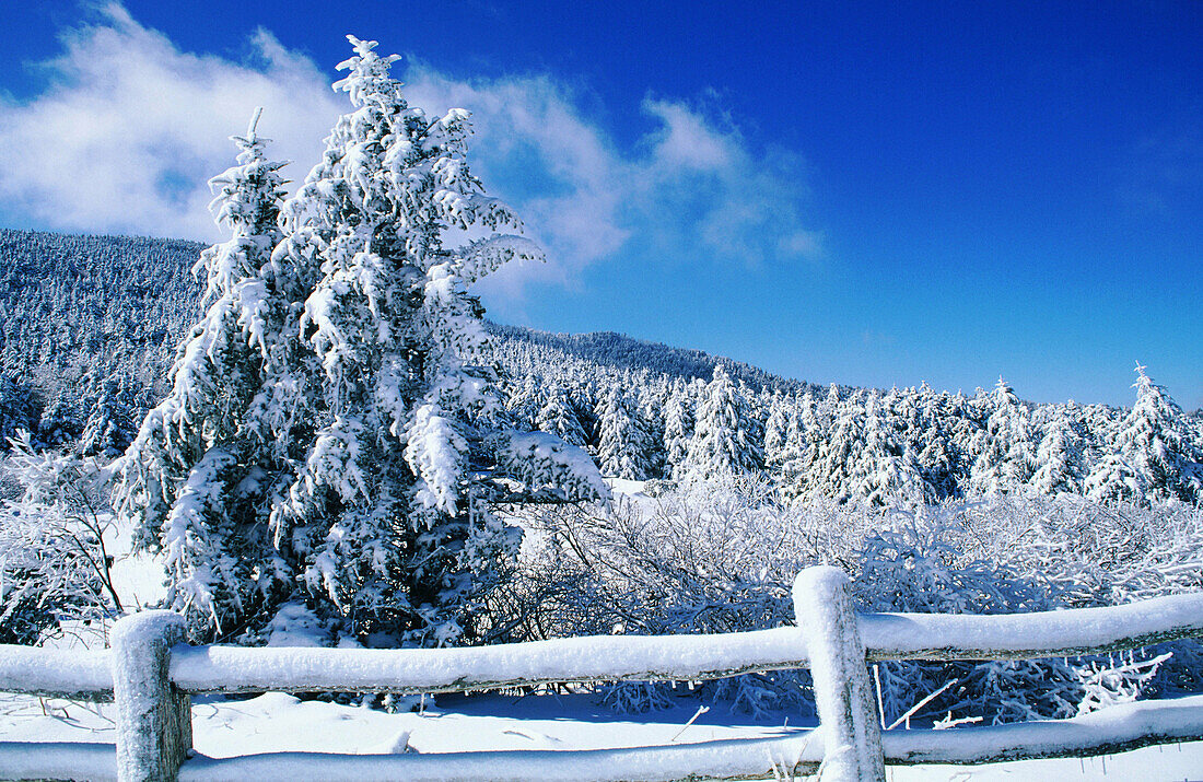 Pines at Carver s Gap. Pisgah National Forest. Tennessee-North Carolina. USA