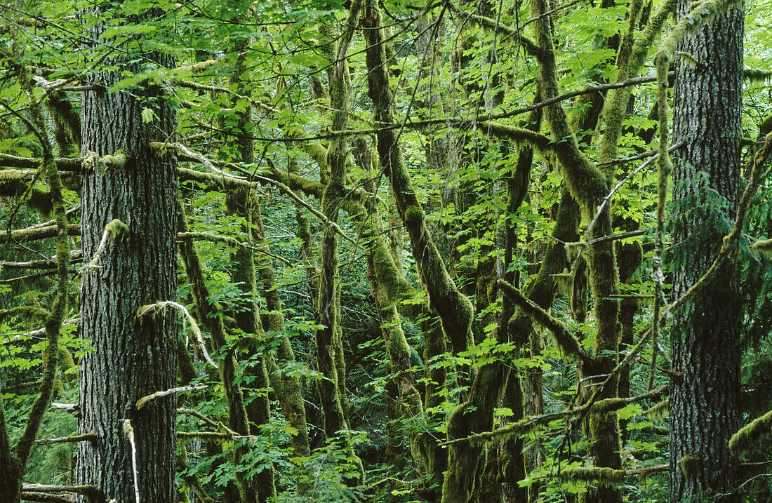 Coast Forest in Goldstream Provincial Park. Victoria. British Columbia. Canada