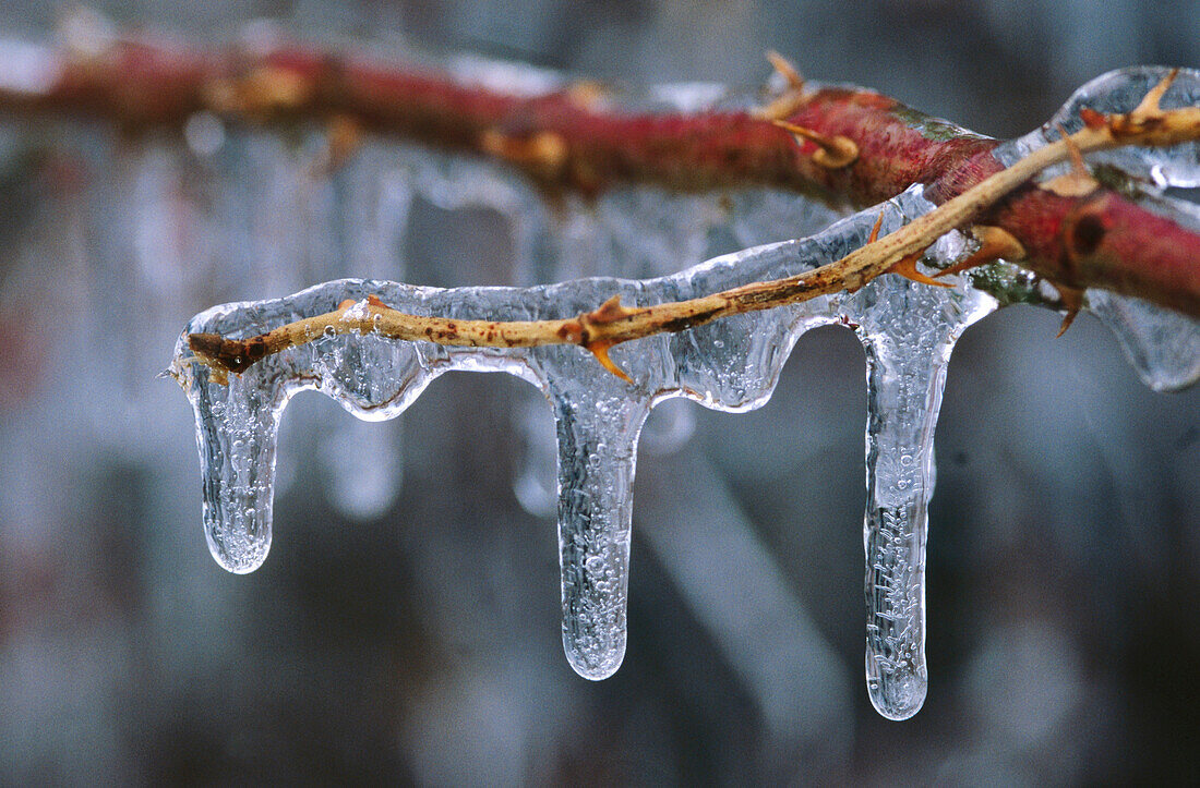 Wild rose cane encased in ice with icicles