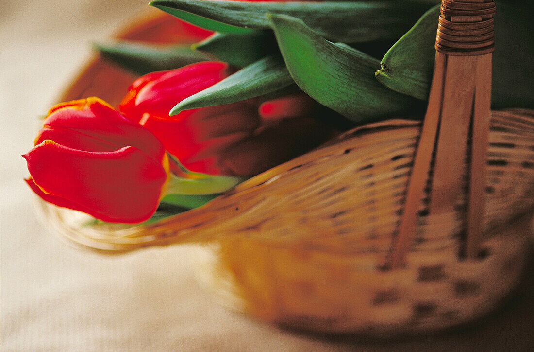 Red Tulips in flower basket