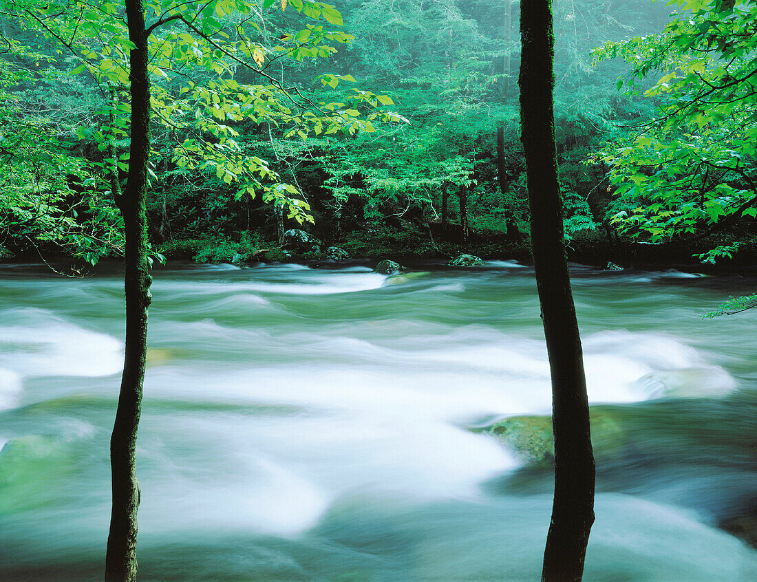 Little River. Great Smoky Mountains National Park. Tennessee. USA