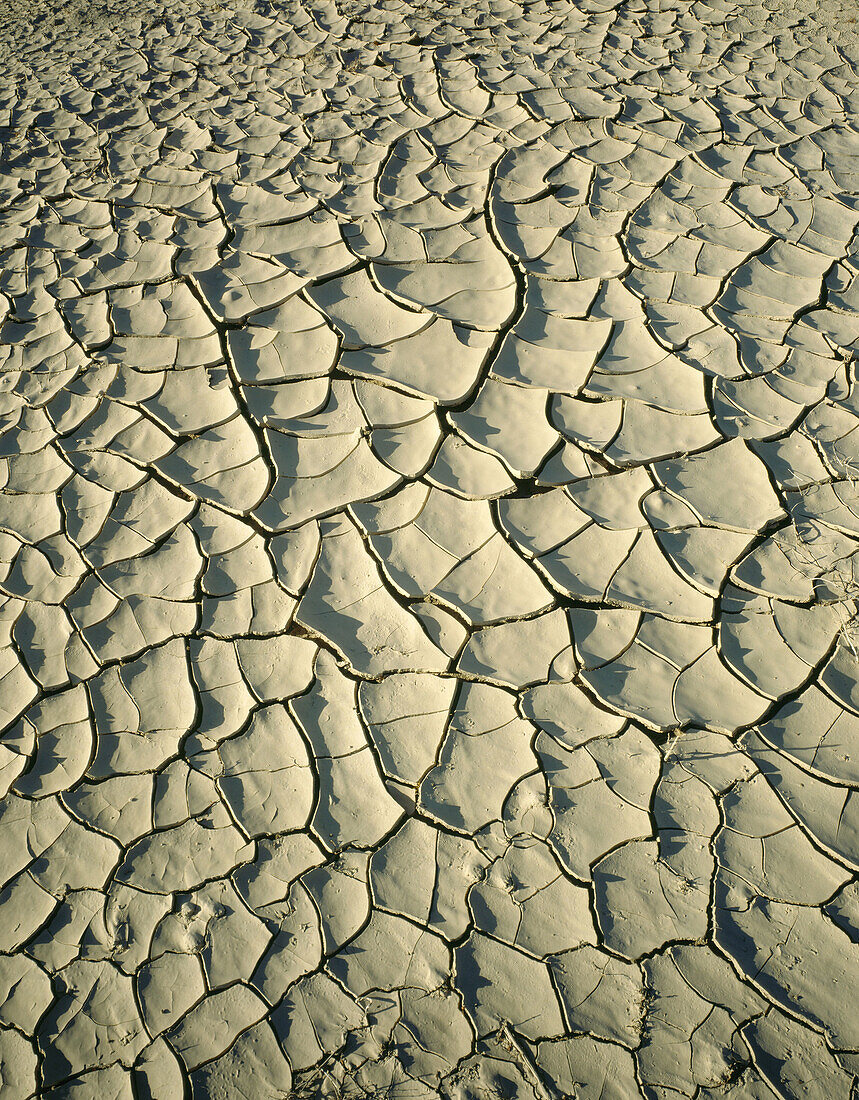 Dry mud with intricate pattern of cracks in Panamint dry lake. Death Valley NP. California. USA