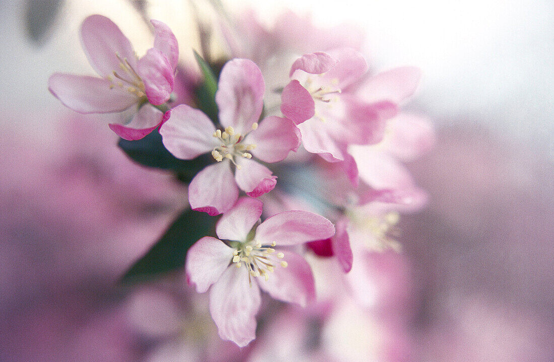 Crab apple tree blooms in springtime