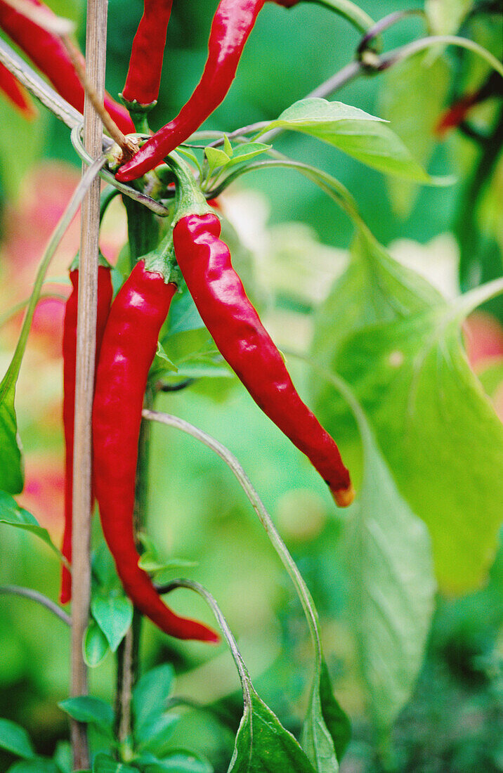 Chile Pepper (Capsicum annuum)