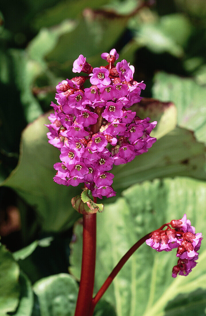 Bergenia (Bergenia cordifolia)