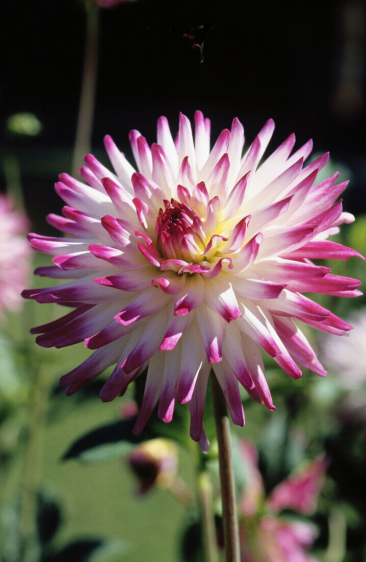 Dahlia Hayley Jane (Dahlia x hortensis)