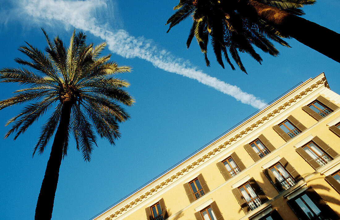 Palm trees. Rome. Italy